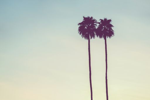 A beautiful vertical silhouette of two tall palm trees gleaming against the blue sky