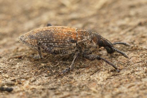 A macro shot of a Frech weevil on a piece of wood