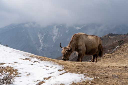 A closeup shot of a yak in the Himalayan Mountains of Nepal