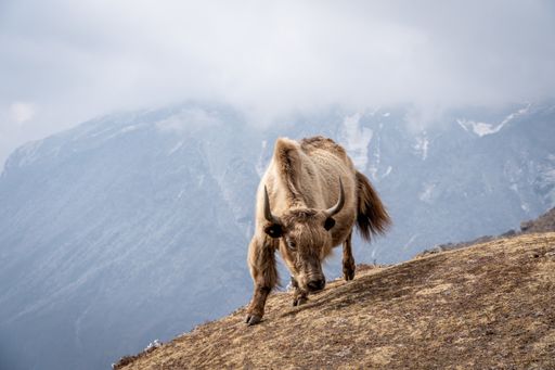 A closeup shot of a yak in the Himalayan Mountains of Nepal