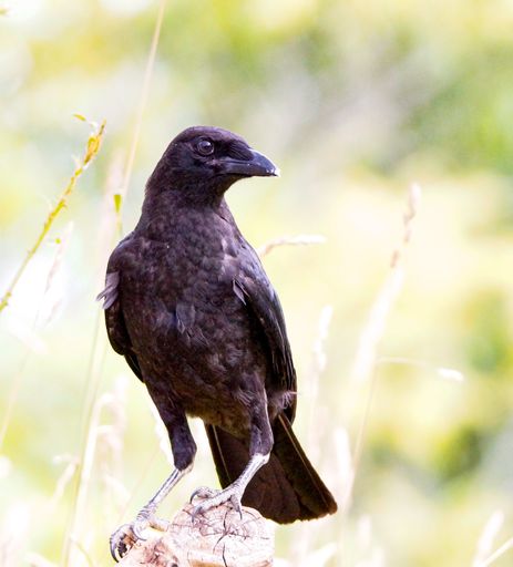 A black crow perched on a log on a blurred background