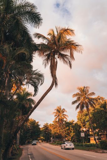 A beautiful view of cars driving on the asphalt road surrounded by palm trees under the cloudy sky