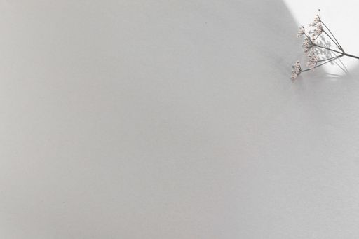 A top view of caraway flowers on white background with copy space under sunlight