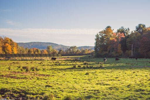 A grass field with cows in the distant on a sunny day with trees and blue sky in the background