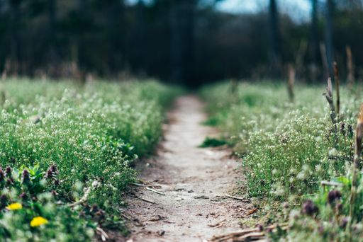 A soft focus of a narrow dirt path through a field of beautiful flowers in spring