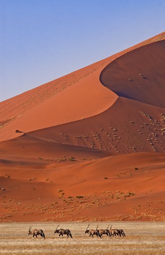 A vertical shot of the Namib-Naukluft National Park, with a red dune in the background and animals