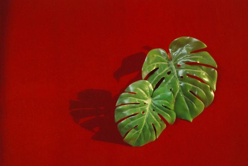 beautiful trendy tropical green leaves with shadows on red background,nature and environment concept,empty space ,wallpaper,