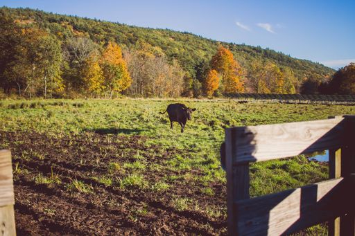 A cow walking on a grassy field on a sunny day with a mountain in the background