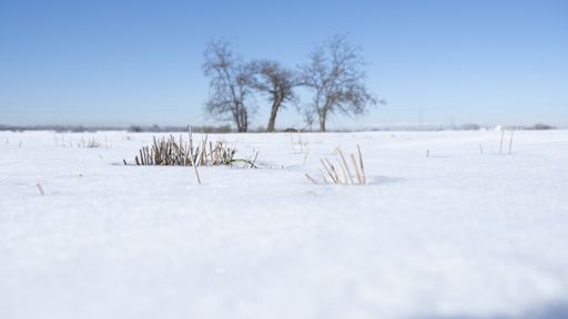 A closeup shot of dried plants under the snow on the trees background under the blue sky
