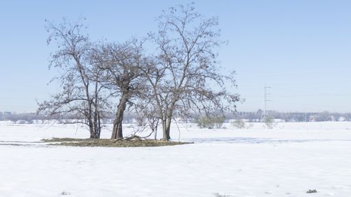 A closeup shot of three trees in a field on a sunny day in winter on the blue sky background