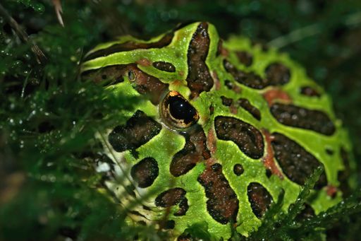 A closeup of an Ornate Horned Frog in green moss