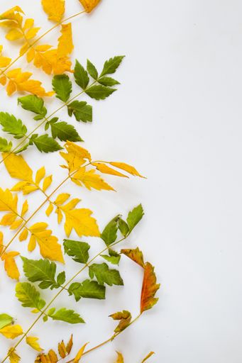 A closeup shot of colorful Autumn leaves on a white background - autumn natural background, copy space