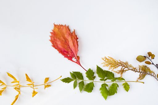 A closeup shot of colorful Autumn leaves on a white background - autumn natural background, copy space
