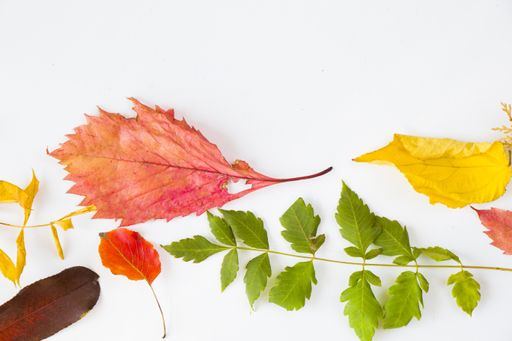 A closeup shot of colorful Autumn leaves on a white background - autumn natural background, copy space