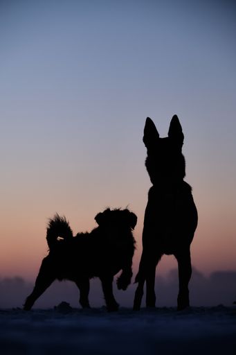 A vertical shot of a silhouette of dogs and mountains during the sunset