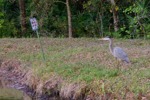 A beautiful view of a great blue heron trespassing, according to the sign, at the pond