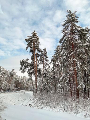 A beautiful view of the tall fir trees covered in snow gleaming under the cloudy blue sky