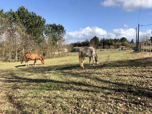 the two beautiful horses grazing in the field on the background of trees under a cloudy sky