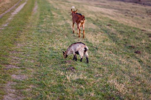 A goat grazing in the pasture and a donkey in the background