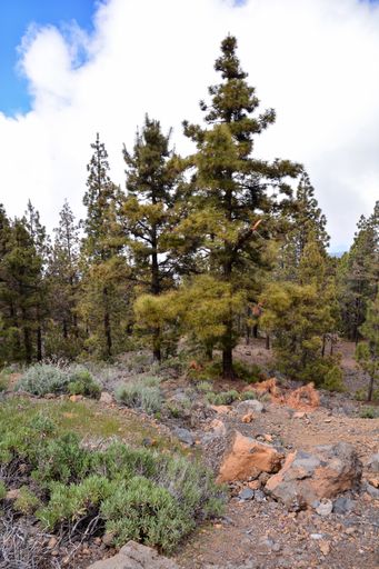 A vertical shot of pine trees on Teide mountains in Tenerife, Canary Islands, Spain