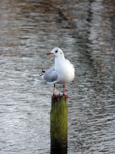 A vertical shot of a gull sitting on a wooden quay covered with moss