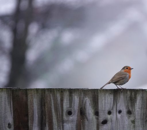 A vertical shot of a European Robin bird sitting on a wooden fence