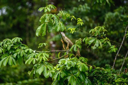 A selective focus shot of iguana on the tree