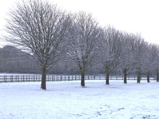 A beautiful grayscale shot of lined bare trees on snow covered ground during winter