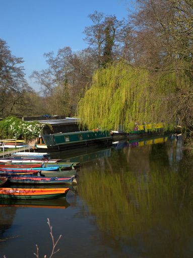 A vertical shot of the berth area of a lake surrounded by trees and an overhung of a willow tree