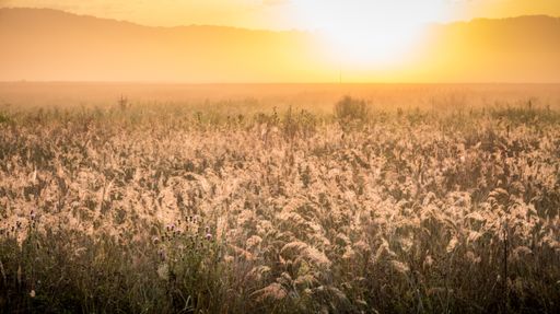 A golden sunset  in a field of tall grasses