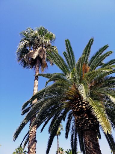 A vertical shot of beautiful palm trees in Barcelona, Spain