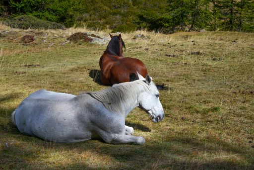 A closeup shot of white and brown horses in the field
