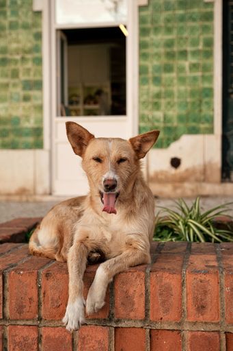 A vertical shot of a beige dog with an open mouth sitting in the garden