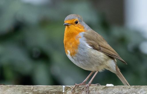 A closeup shot of a European Robin bird sitting on a wooden board