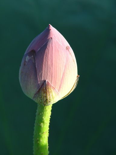 A closeup shot of a lonely closed lotus flower under the morning sunlight