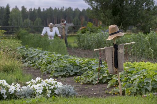 An agricultural garden with scarecrows