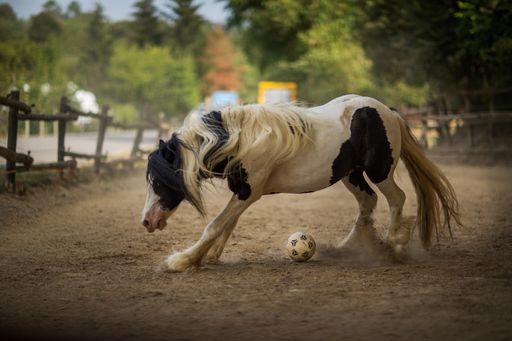 A black and white horse playing with a ball in a ranch under the sunlight with a blurry background