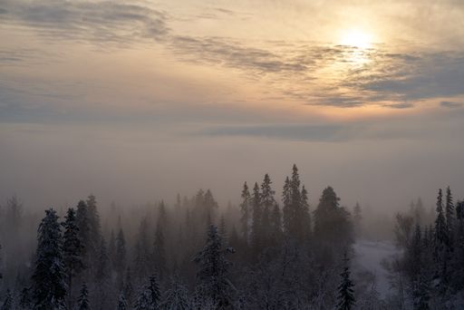 A wonderful view of a fir forest on a winter snowy day, Kroderen, Norway