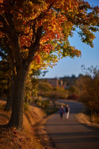 A vertical picture of a road surrounded by trees covered in colorful leaves under the sunlight