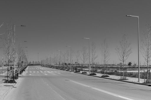 A grayscale shot of an empty street with light poles and bare trees