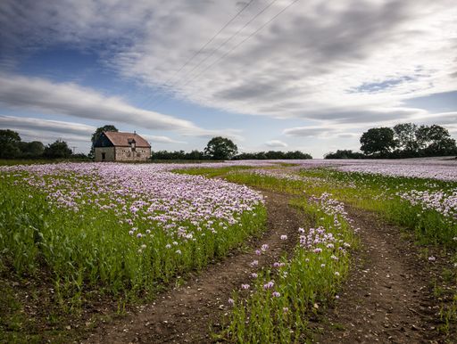 A beautiful field of pink poppies Oxfordshire, UK and a farmhouse in the background