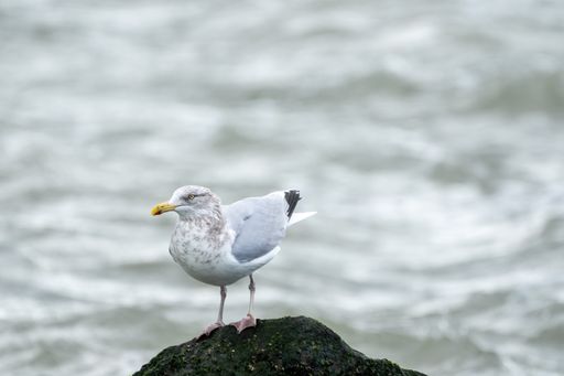A selective focus shot of a seagull on a stone covered by green moss