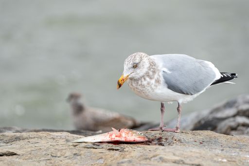 A closeup shot of a seagull eating a fish on a stone