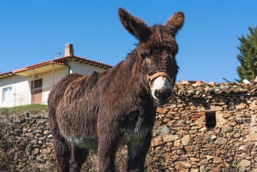 A closeup shot of a donkey on a farm