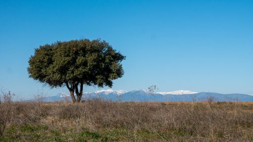 A lonely tree against a background with snowy mountains in a clear day under a blue sky