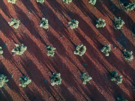 A zenith image of some olive trees in the morning. The ground has a reddish hue because it is clayey.