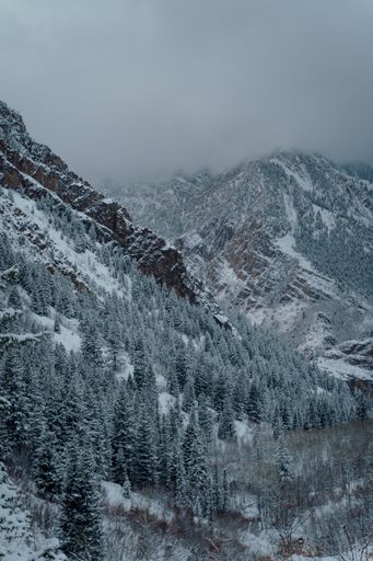 A vertical high angle shot of a spruce forest in the snowy mountains under the dark grey sky