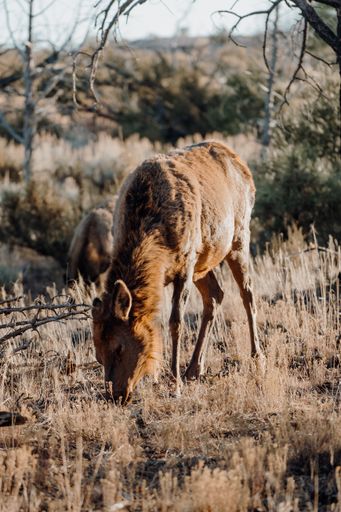 A vertical closeup shot of a cute deer grazing in the field