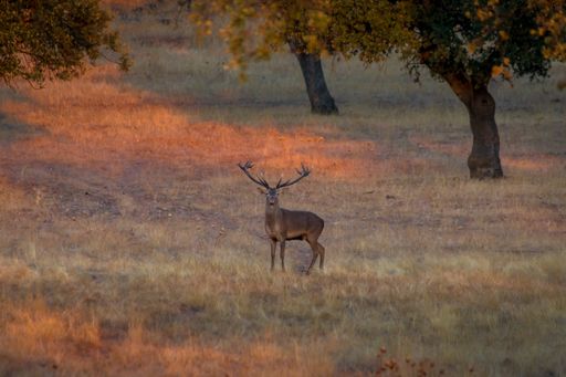 A beautiful shot of a deer in Monfrague National Park, Extremadura. Spain