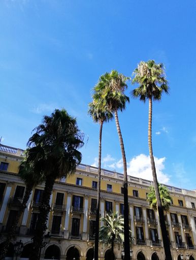 A vertical shot of palm trees in front of the buildings in Barcelona, Spain
